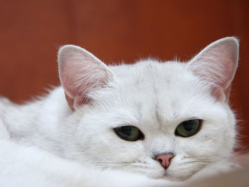 White Cat with Green Eyes — Calm, Photograph, Ears, Nose