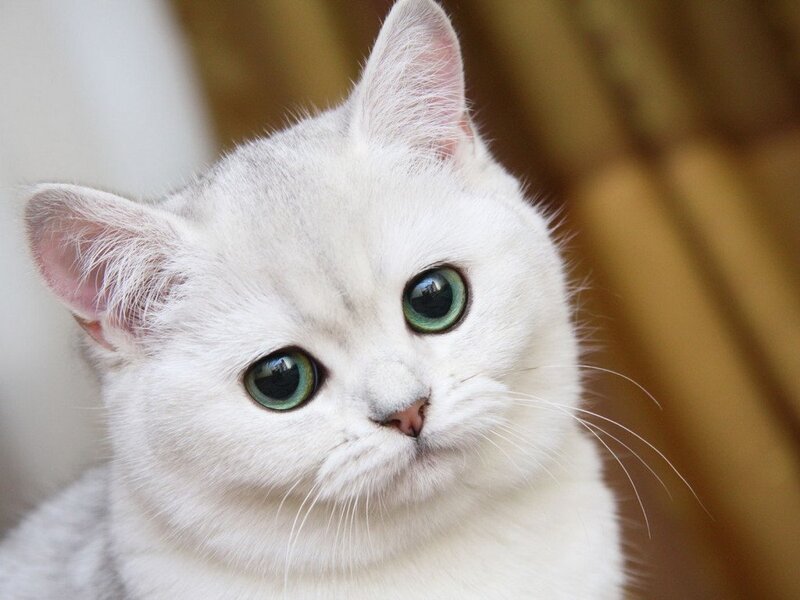 White Cat with Green Eyes — Calm, Photograph, Ears