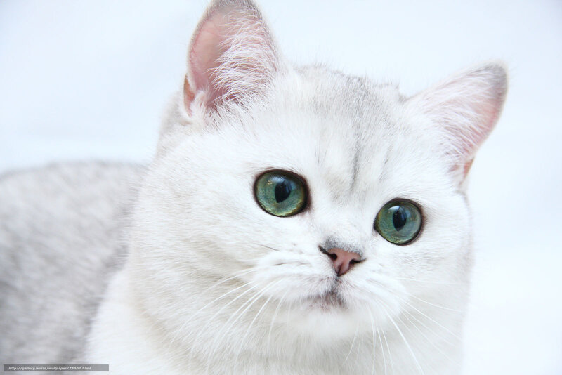 White Cat with Green Eyes — Calm, Photograph, Ears, Whiskers, Background
