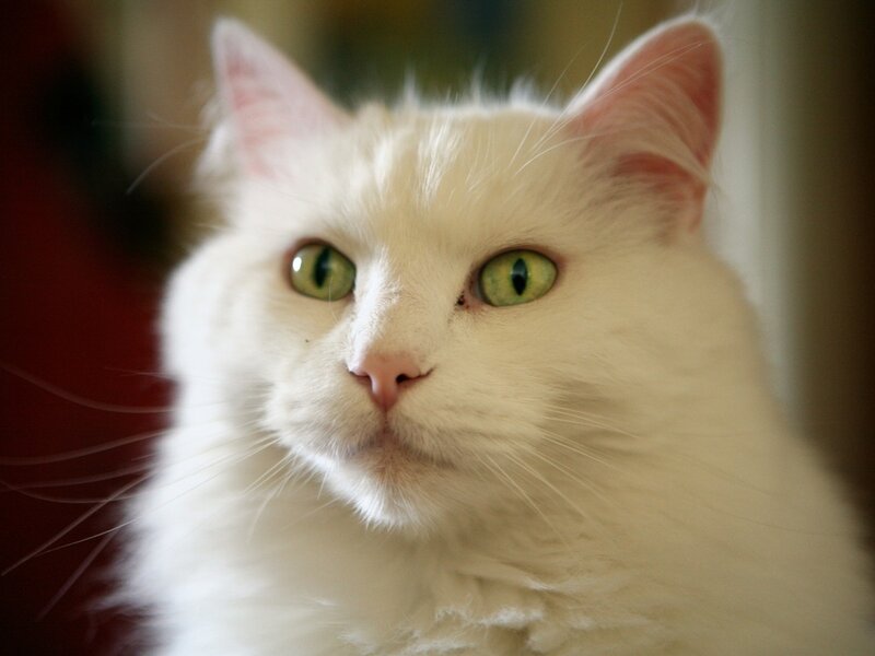 White Cat with Green Eyes — Calm, Photograph, Ears, Whiskers