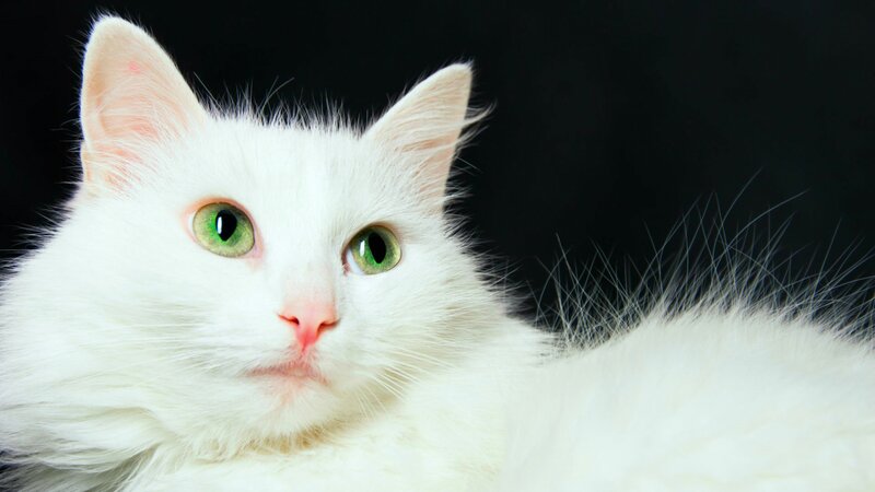 White Cat with Green Eyes — Calm, Photograph, Green Eyes
