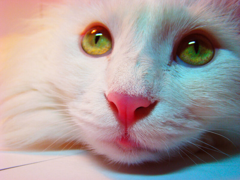 White Cat with Green Eyes — Calm, Photograph, Nose, Whiskers