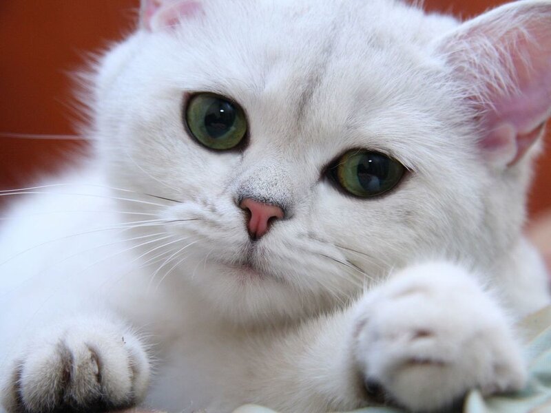 White Cat with Green Eyes — Calm, Photograph, Paws