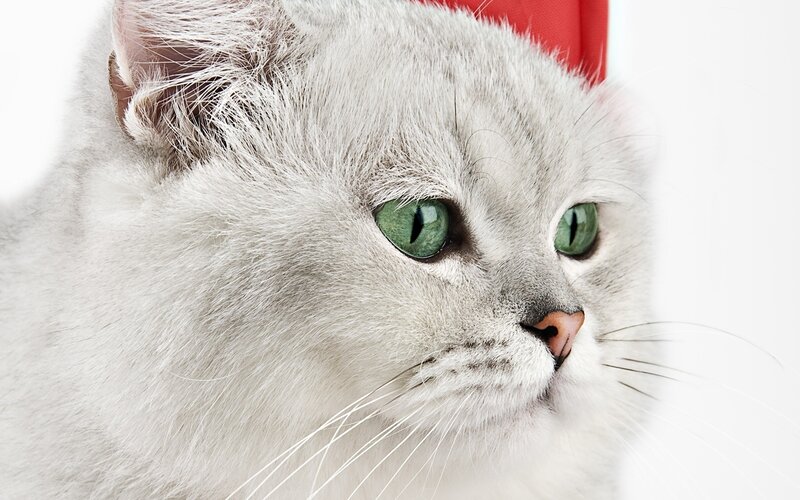 White Cat with Green Eyes — Calm, Photograph, Red Hat