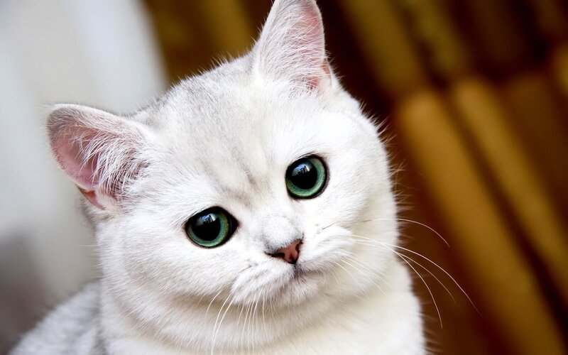 White Cat with Green Eyes — Calm, Photograph