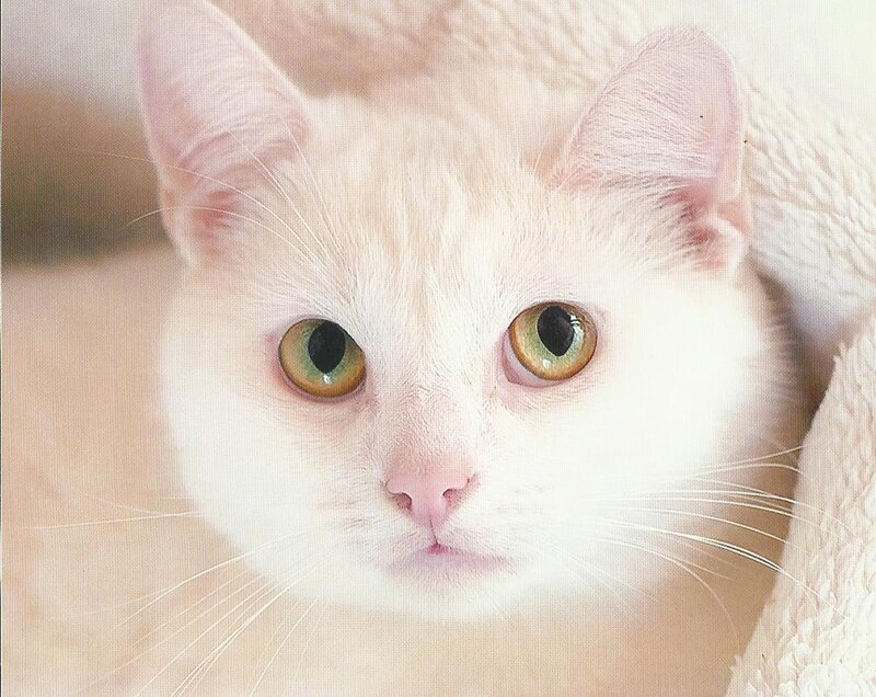 White Cat with Green Eyes — Calm, Photograph, Whiskers, Blanket