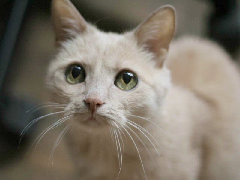 White Cat with Green Eyes — Calm, Photograph, Whiskers, Ears