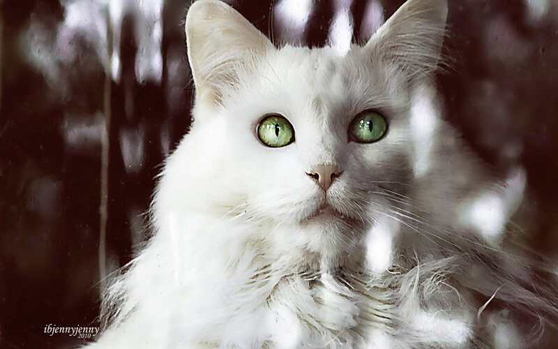 White Cat with Green Eyes — Calm, Photograph, Whiskers, Fur