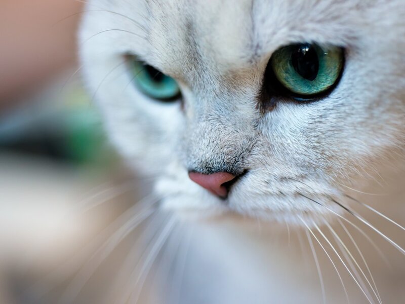 White Cat with Green Eyes — Calm, Photograph, Whiskers, Nose