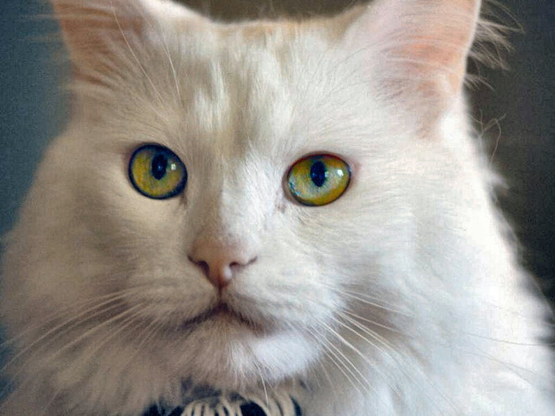 White Cat with Green Eyes — Calm, Photograph, Whiskers