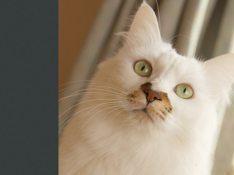 White Cat with Green Eyes — Calm, Photograph, Whiskers, Window