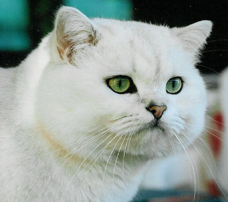 White Cat with Green Eyes — Calm