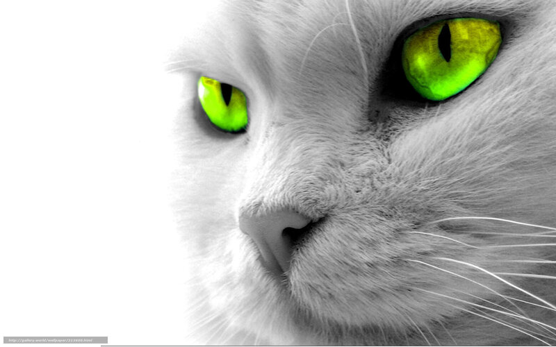 White Cat with Green Eyes — Dramatic, Photograph, Whiskers