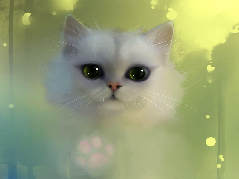 White Cat with Green Eyes — Dreamy
