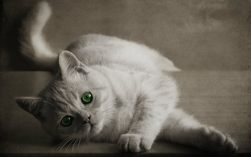 White Cat with Green Eyes — Gray, Dramatic