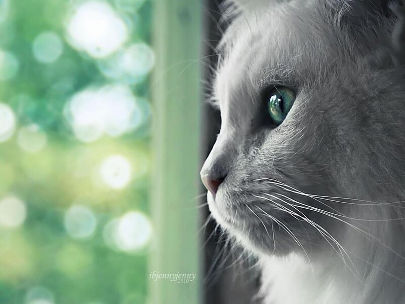 White Cat with Green Eyes — Gray