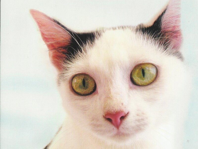 White Cat with Green Eyes — Neutral