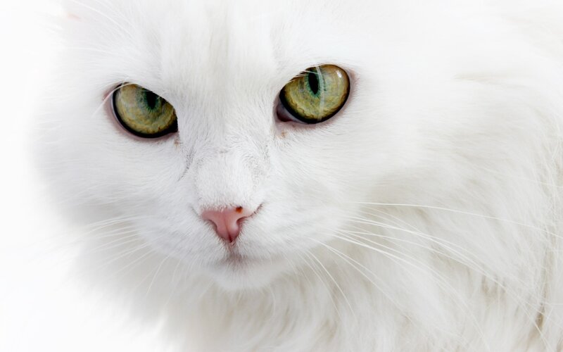 White Cat with Green Eyes — Nose