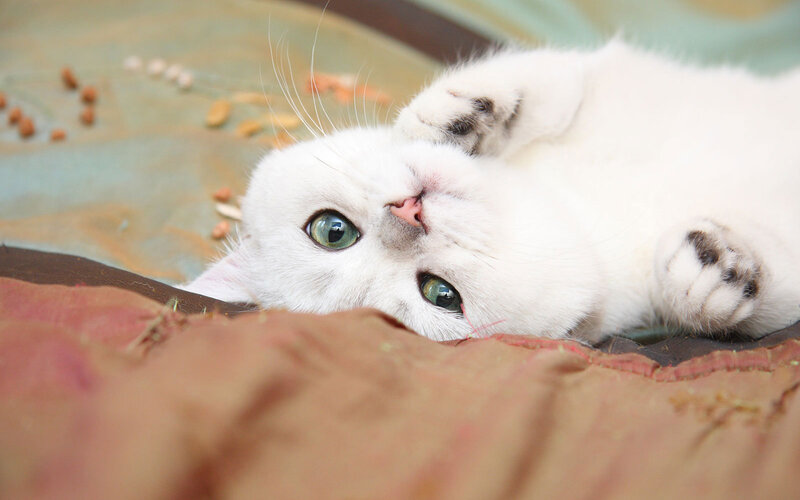 White Cat with Green Eyes — Relaxed