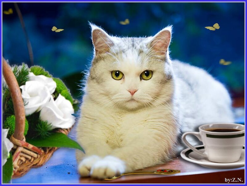 White Cat with Green Eyes — Serene, Morning