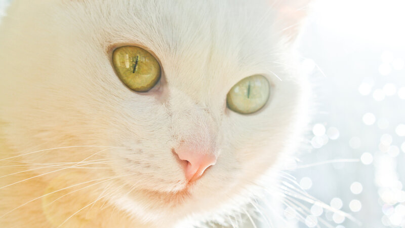 White Cat with Green Eyes — Serene, Photograph