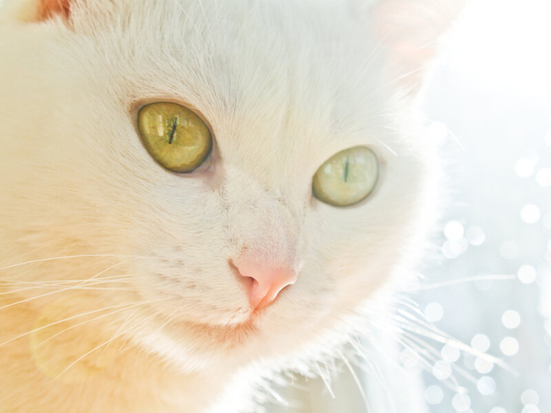 White Cat with Green Eyes — Serene, Photograph, Whiskers