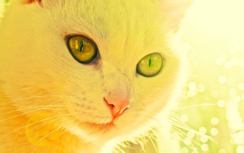 White Cat with Green Eyes — Yellow