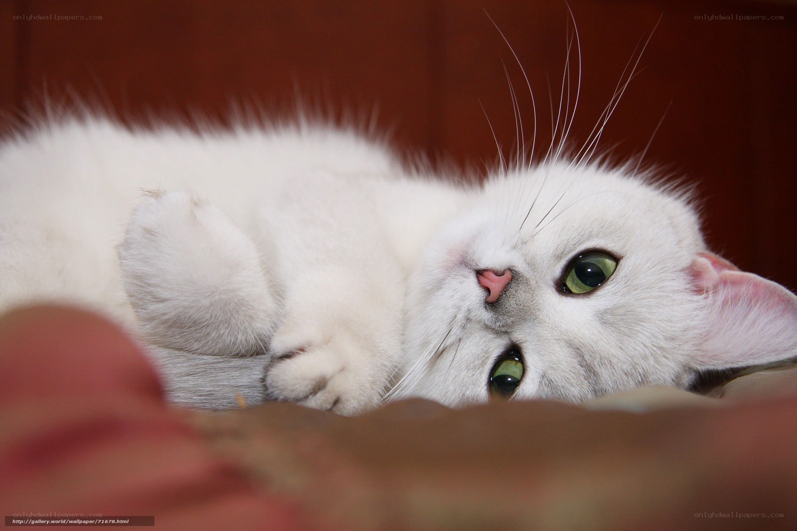 white cat with green eyes