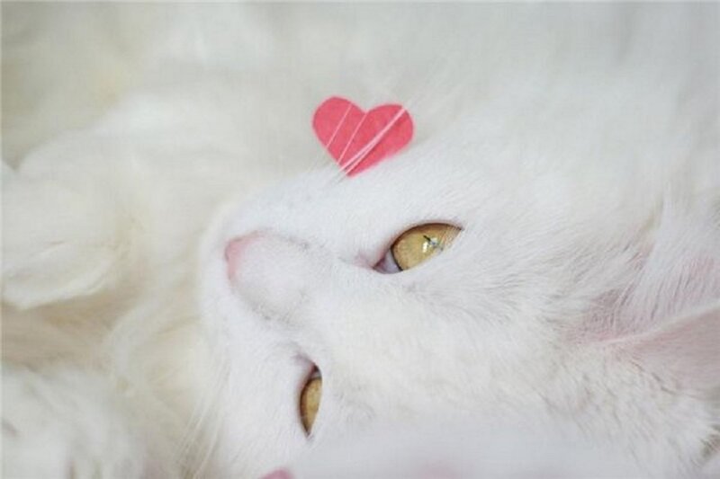 White Cat with Heart