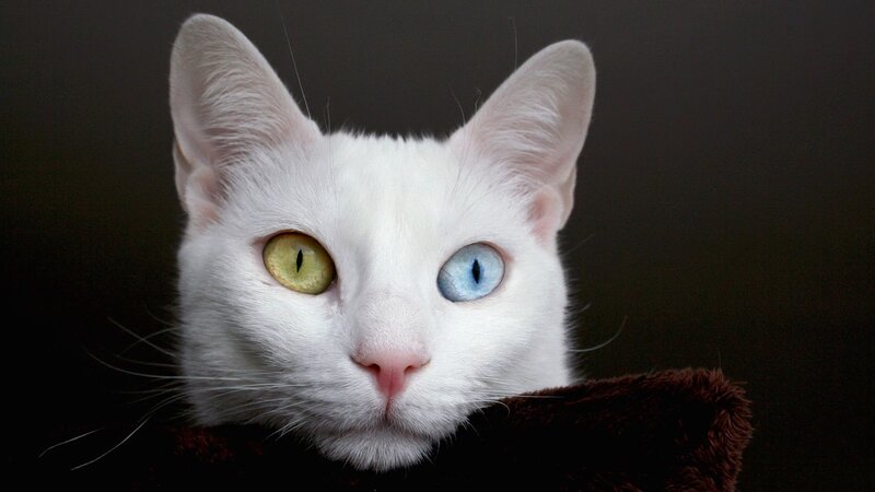 white cat with heterochromia