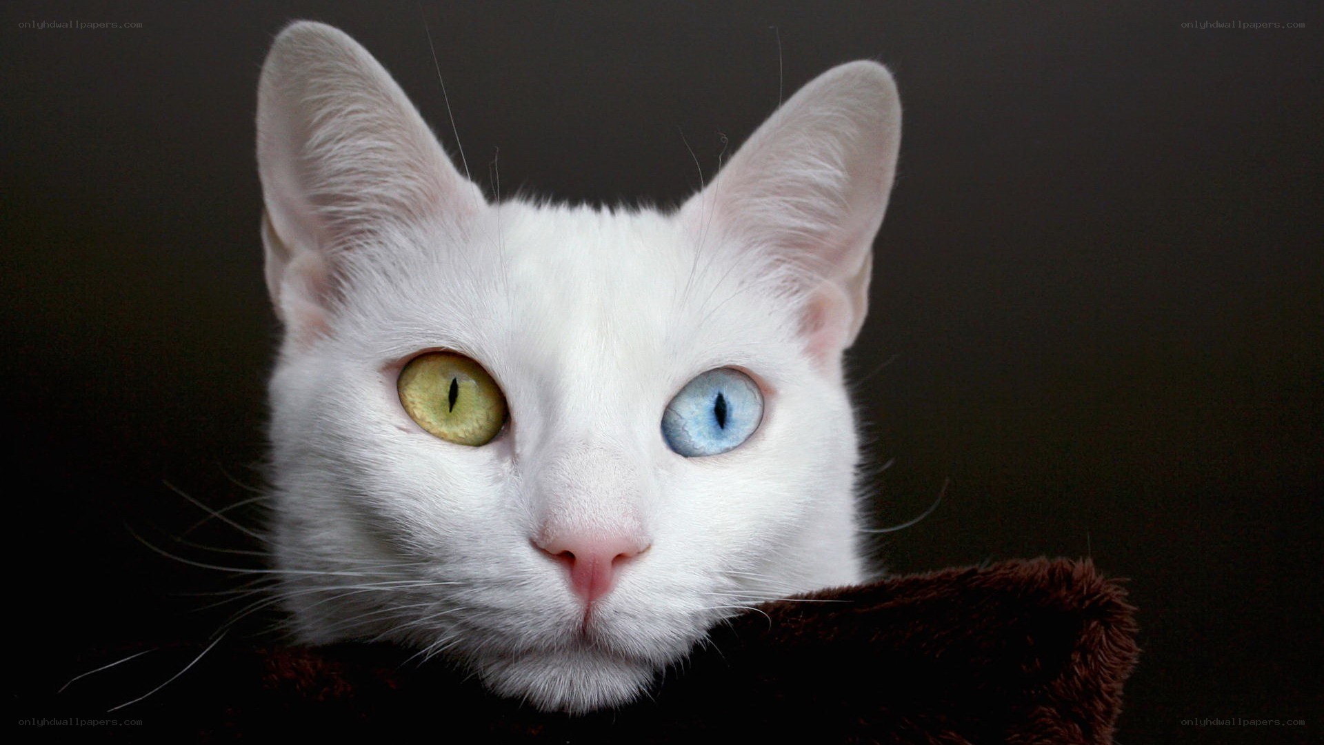 white cat with heterochromia