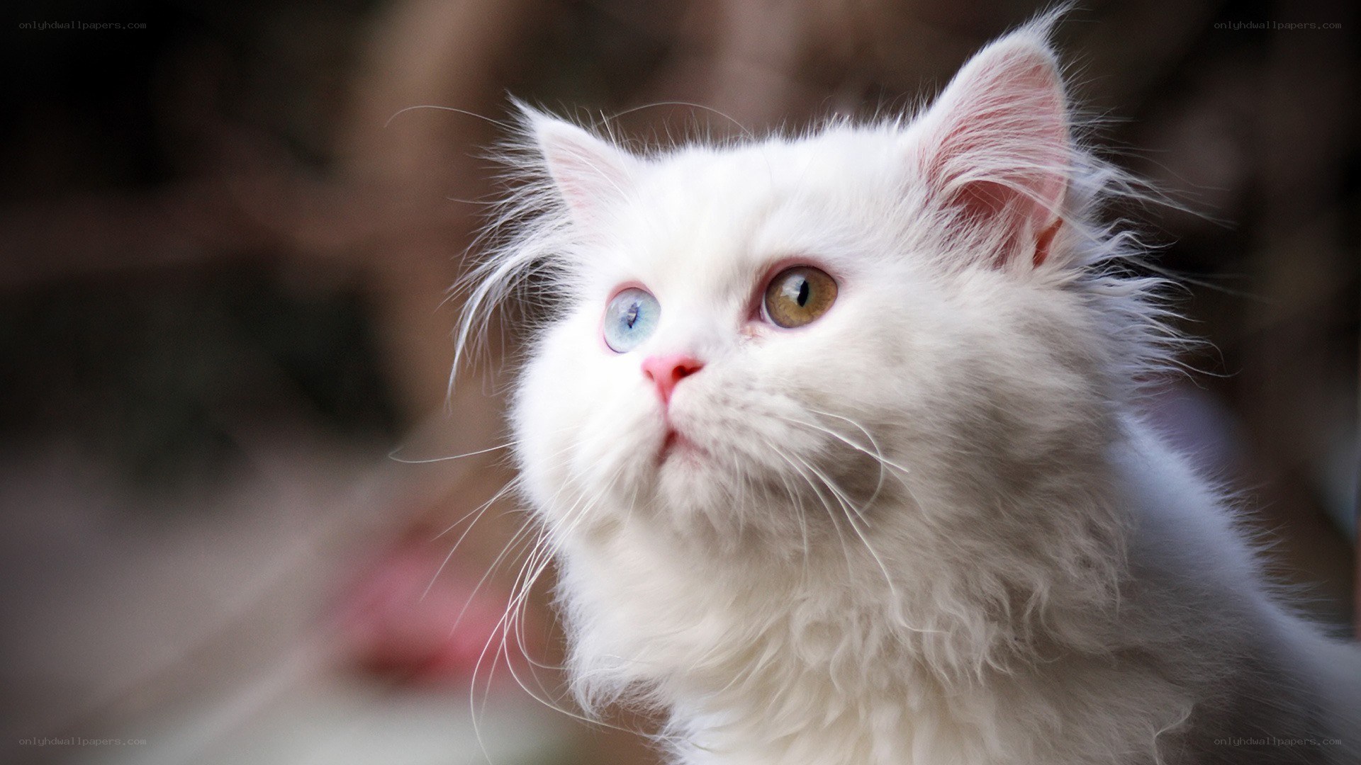 white cat with heterochromia