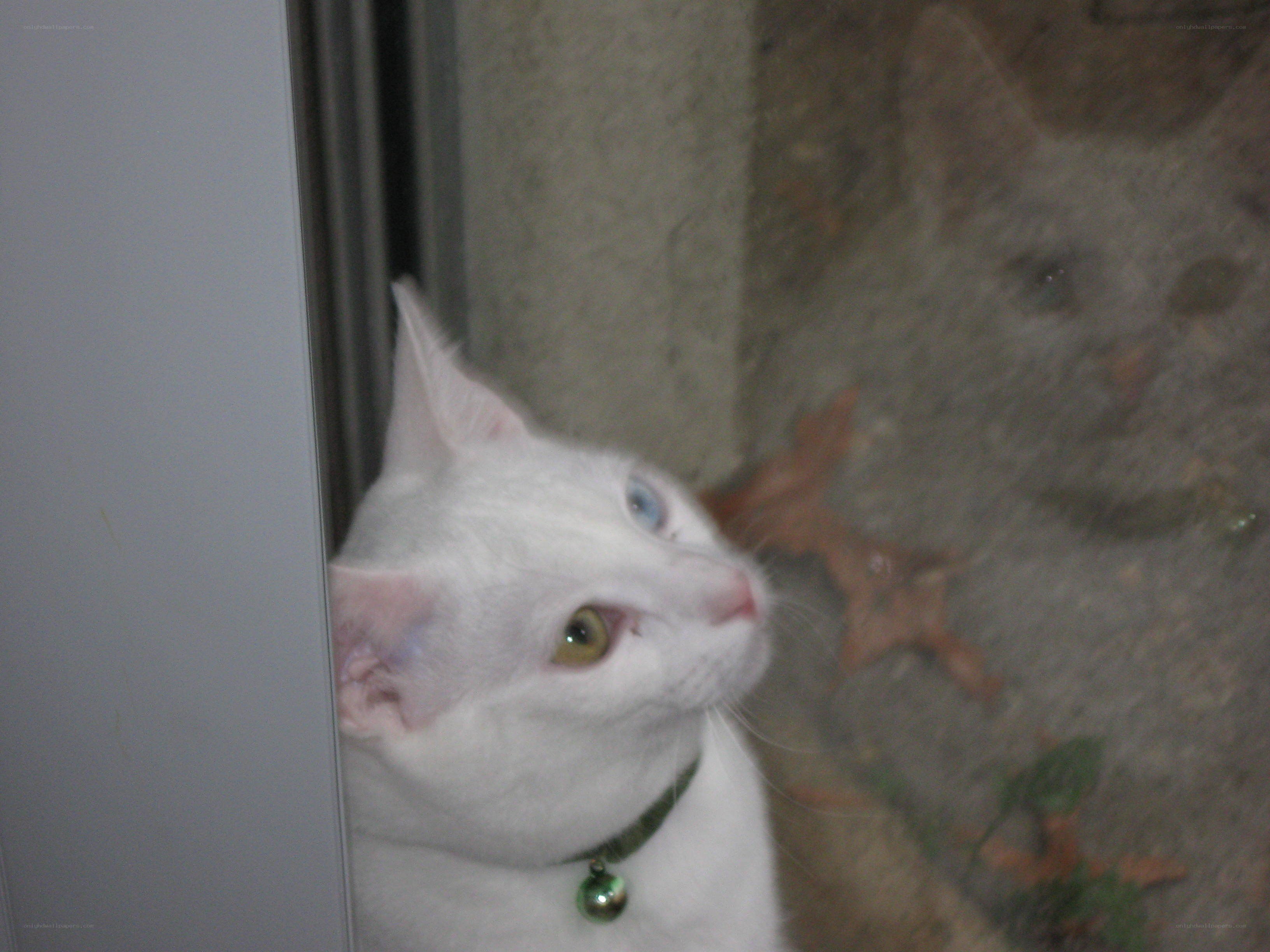 white cat with heterochromia