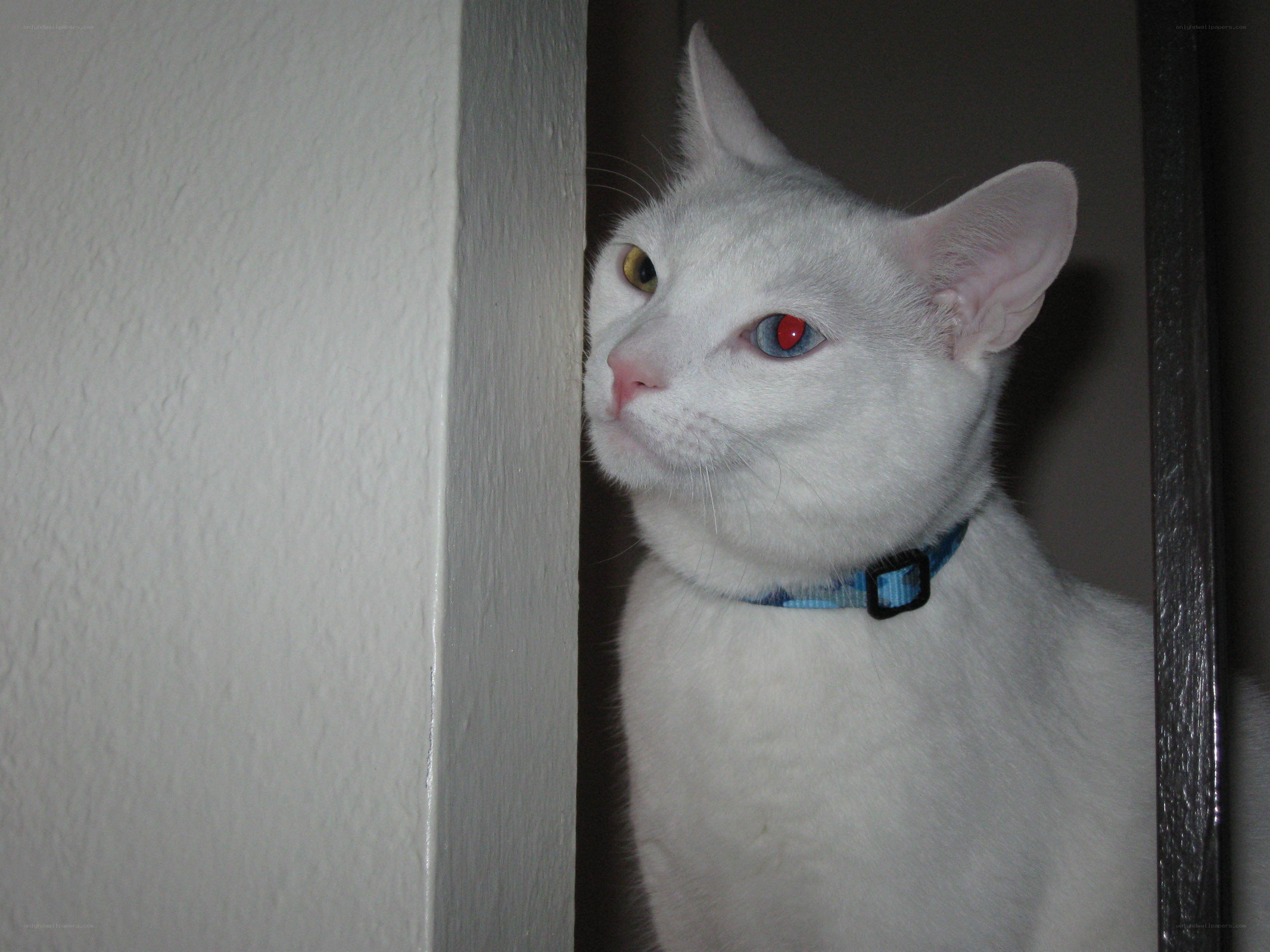 white cat with heterochromia
