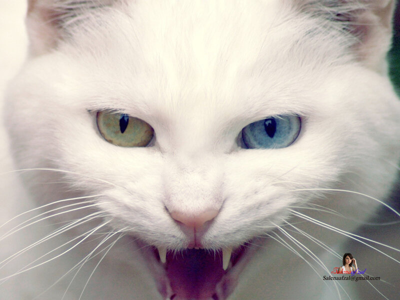 white cat with heterochromia