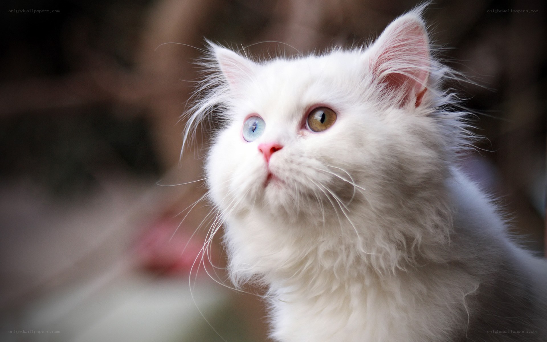 white cat with heterochromia