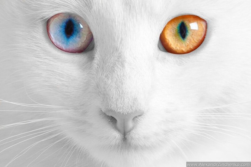 white cat with heterochromia