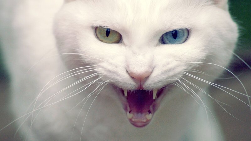 White Cat with Heterochromia — Aggressive, Photograph, Eyes, Fangs, Blue