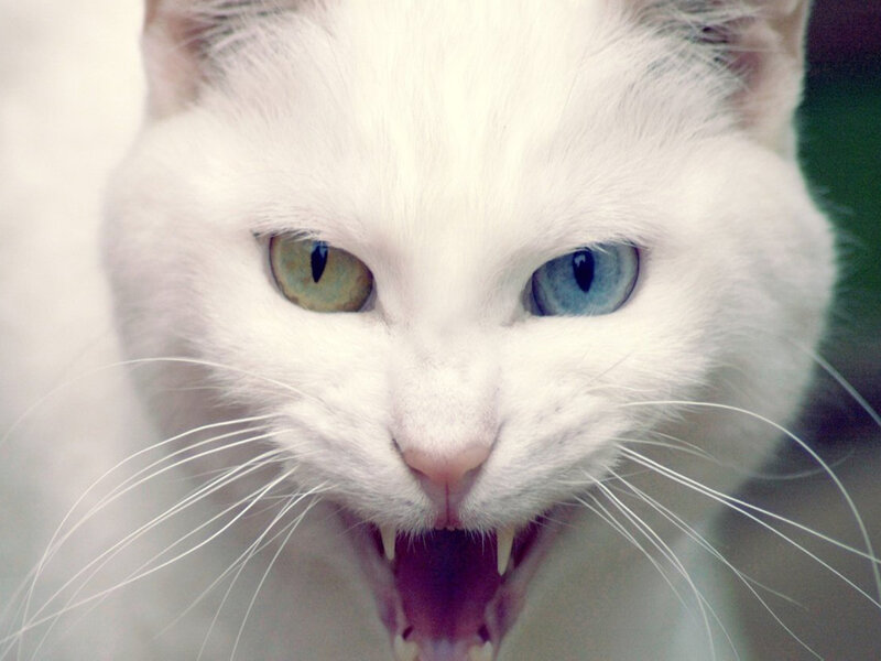 White Cat with Heterochromia — Aggressive, Photograph, Eyes