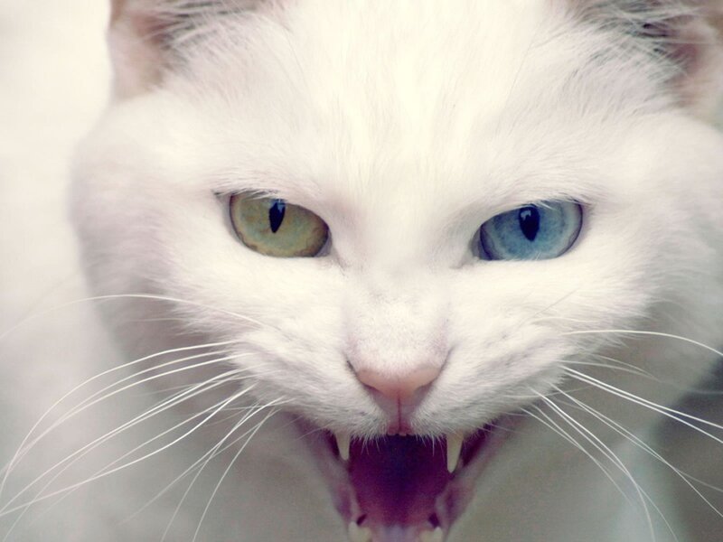 White Cat with Heterochromia — Aggressive, Photograph