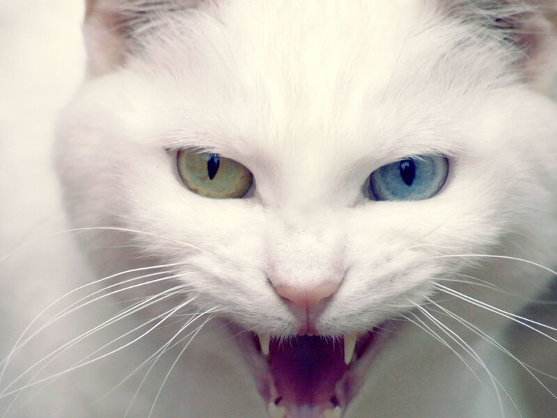White Cat with Heterochromia — Aggressive