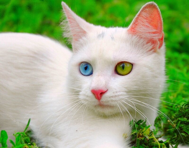 White Cat with Heterochromia — Calm, Afternoon