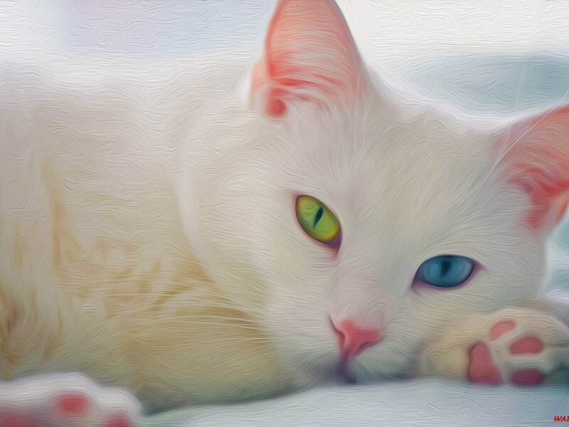 White Cat with Heterochromia — Calm, Digital Art