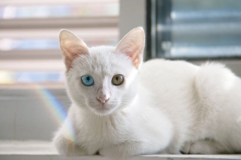 White Cat with Heterochromia — Calm, Morning