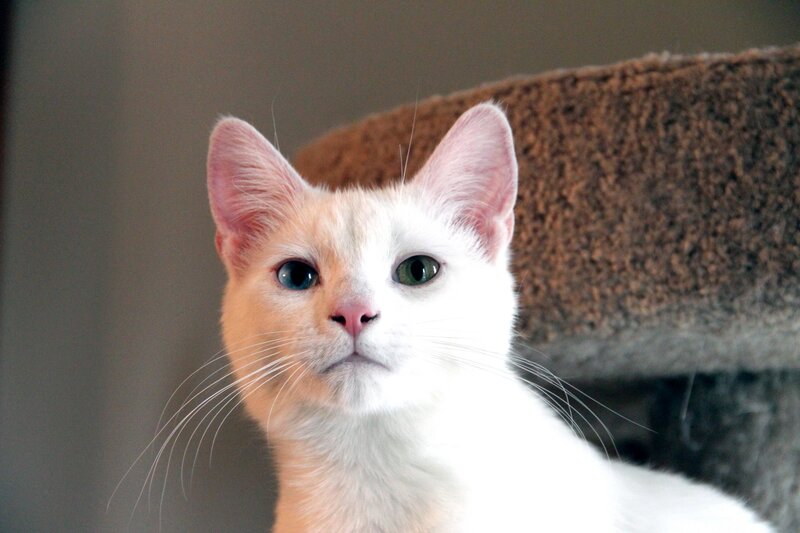 White Cat with Heterochromia — Calm, Photograph, Cat Tree