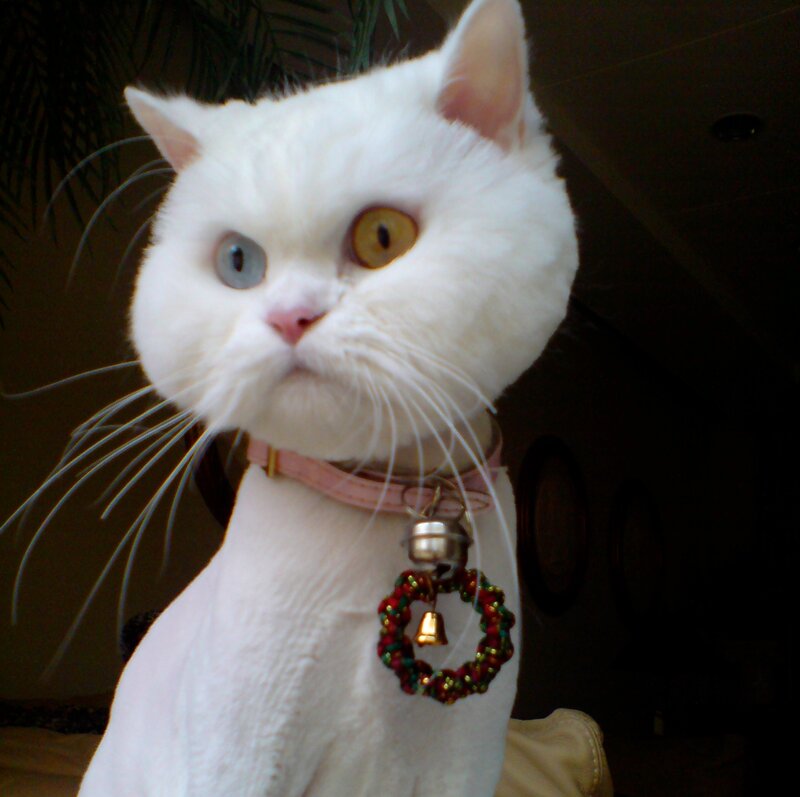 White Cat with Heterochromia — Calm, Photograph, Collar