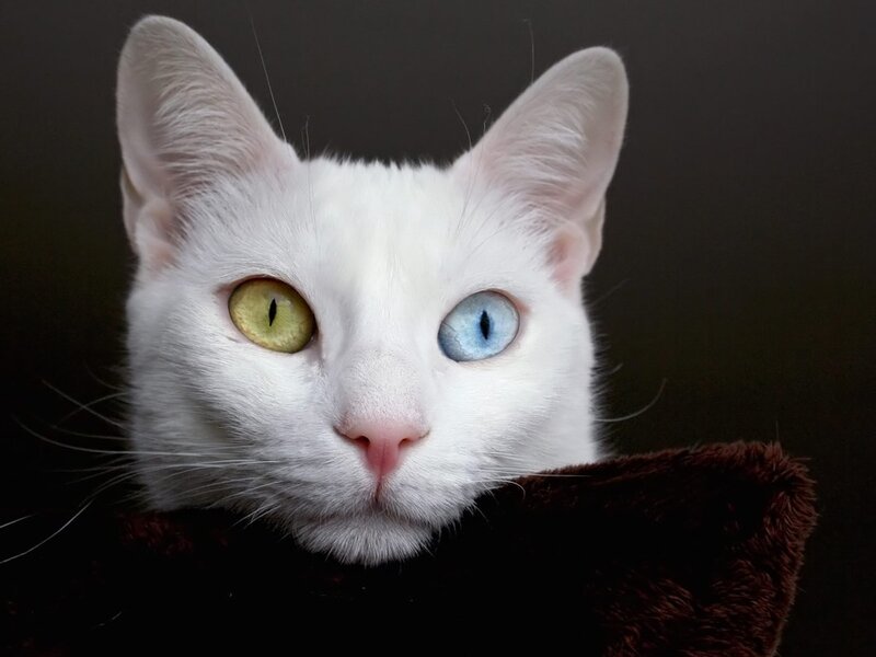 White Cat with Heterochromia — Calm, Photograph, Eyes, Fur