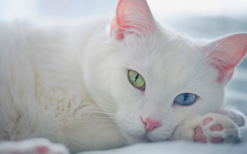 White Cat with Heterochromia — Calm, Photograph, Eyes, Paws