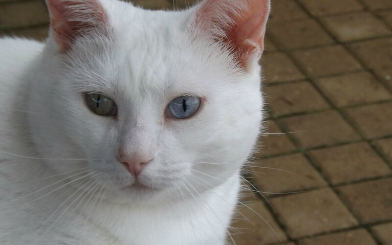 White Cat with Heterochromia — Calm, Photograph, Eyes, Tiled Floor