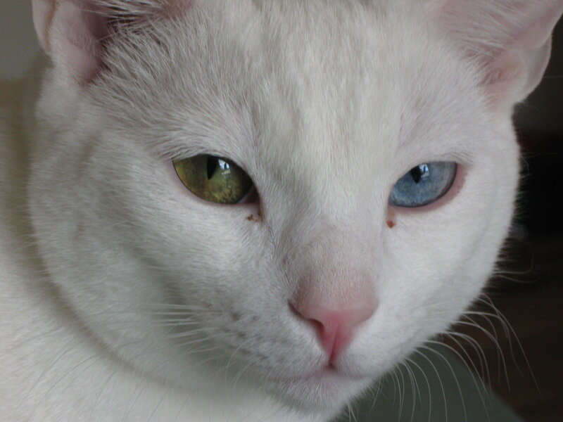White Cat with Heterochromia — Calm, Photograph, Eyes, Whiskers, Nose, Blue